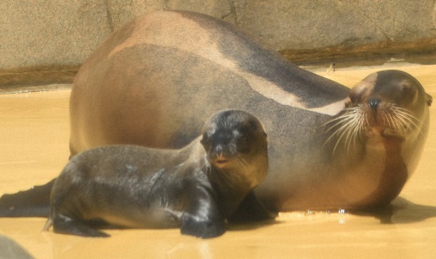 Sea Lion