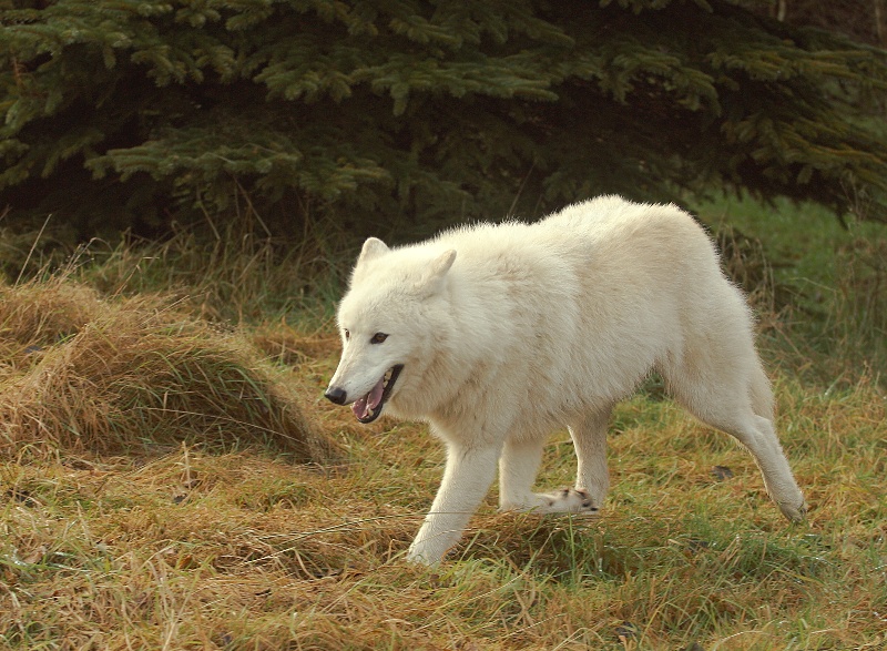 Arctic wolf