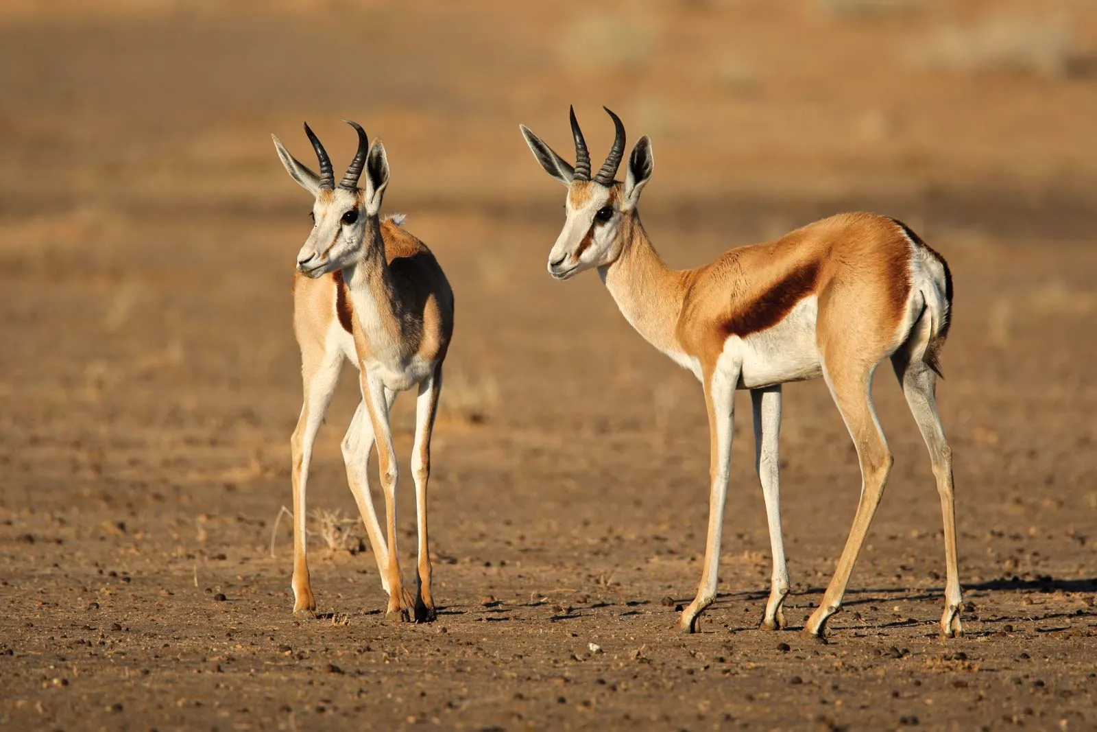 Antelope in Africa