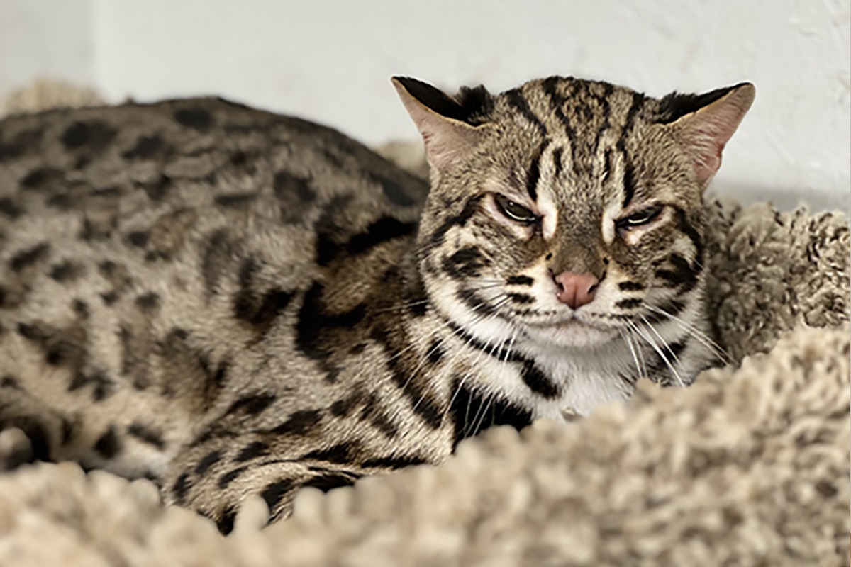 Asian leopard cats